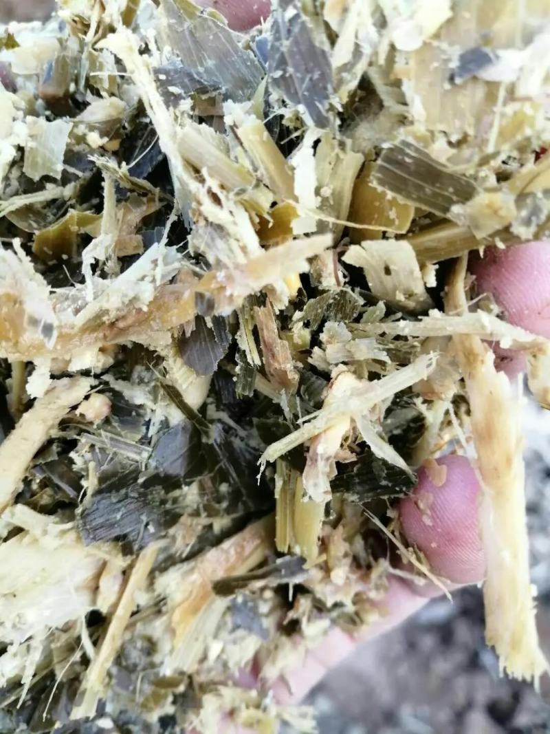青贮青储黄储玉米杆量大从优可视频看货