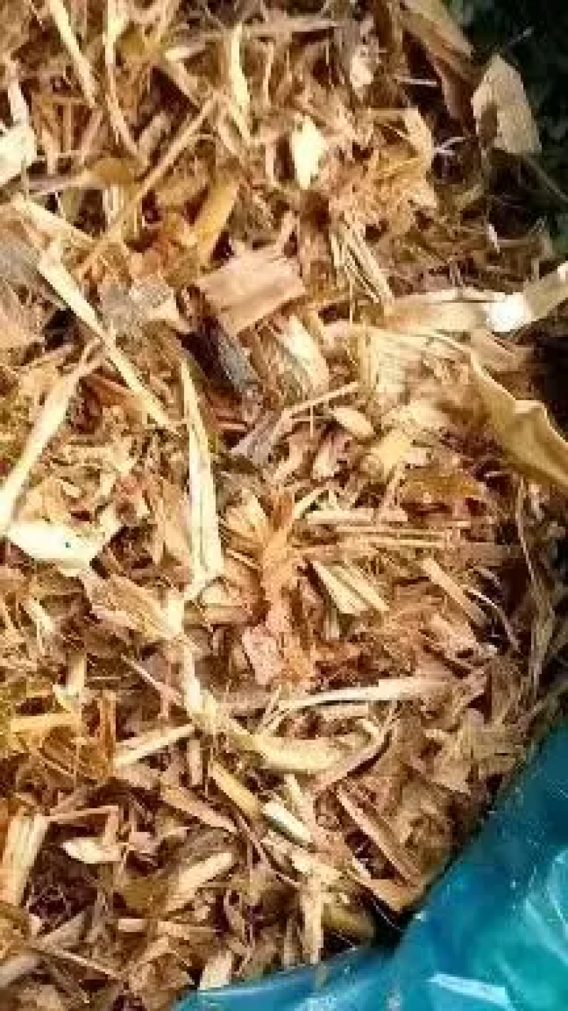 青贮青储黄储玉米杆量大从优可视频看货
