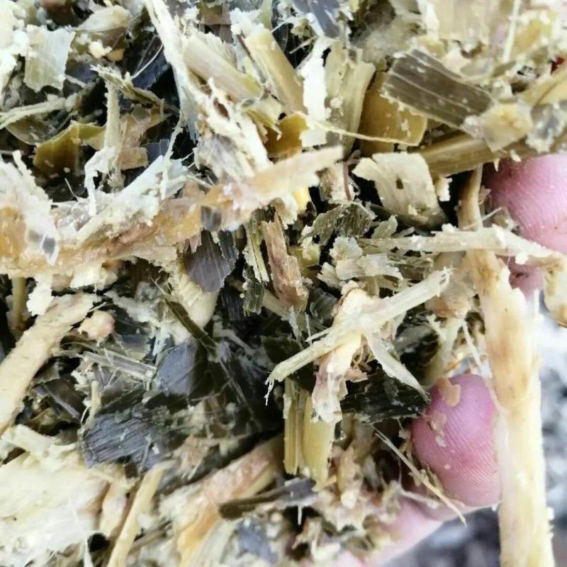 青贮青储黄储玉米杆量大从优可视频看货
