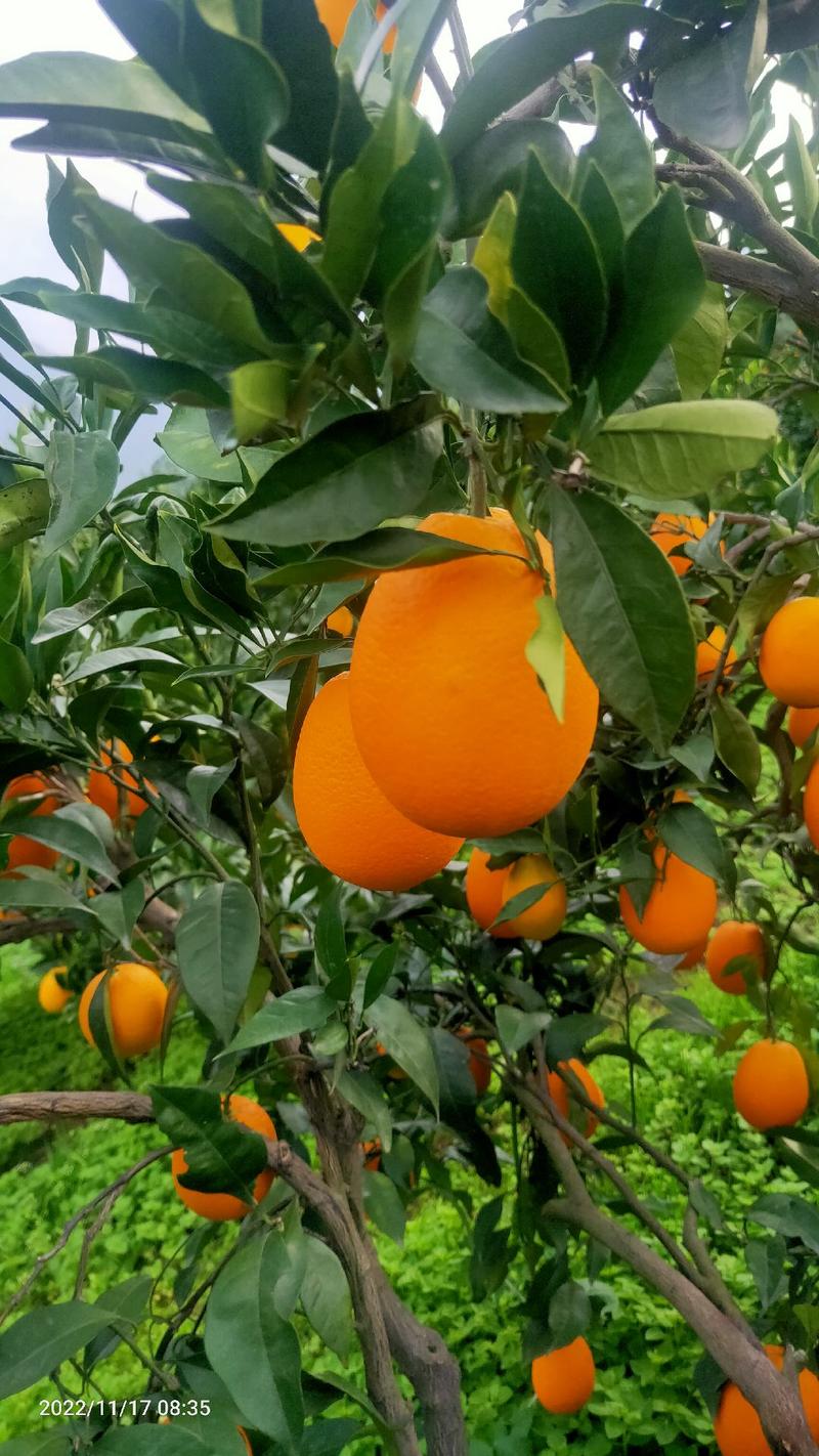 【优质货源】湖北橙子秭归脐橙产地直发对接电商社区团购