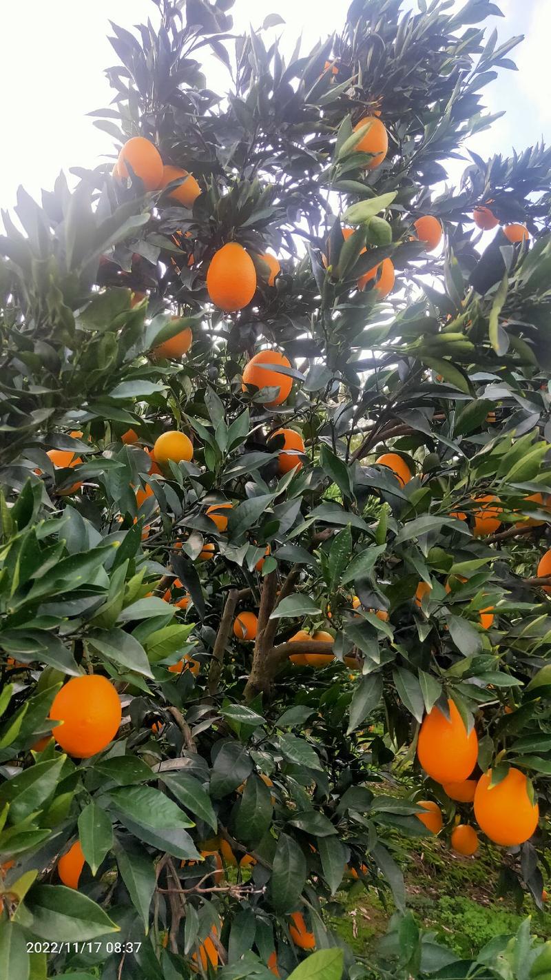 【优质货源】湖北橙子秭归脐橙产地直发对接电商社区团购