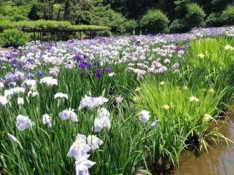 花菖蒲