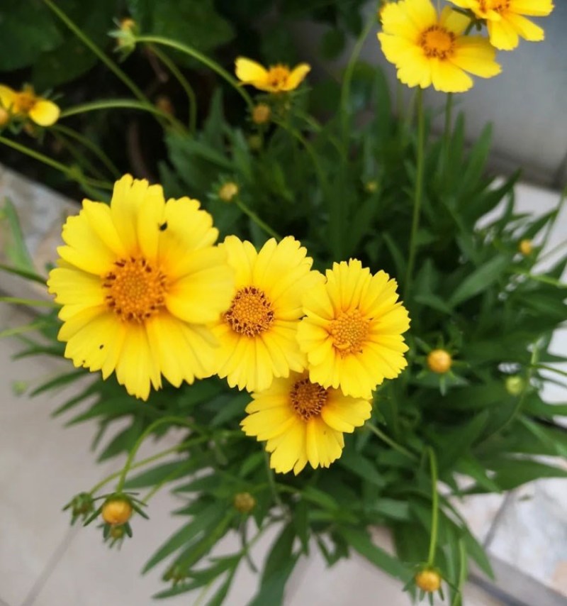 多年生大花金鸡菊花种子四季易活花种籽子金鸡菊花籽景观花卉
