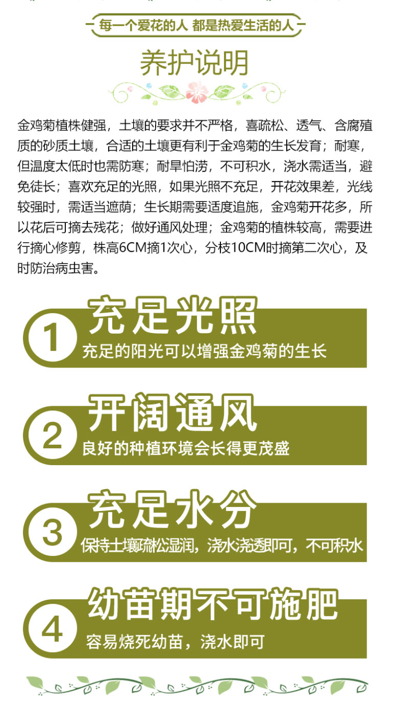 多年生大花金鸡菊花种子四季易活花种籽子金鸡菊花籽景观花卉