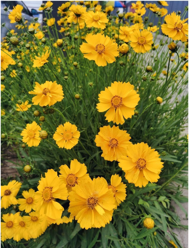 多年生大花金鸡菊花种子四季易活花种籽子金鸡菊花籽景观花卉