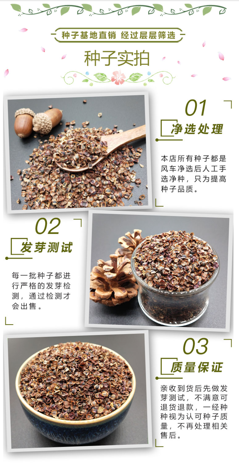 多年生大花金鸡菊花种子四季易活花种籽子金鸡菊花籽景观花卉