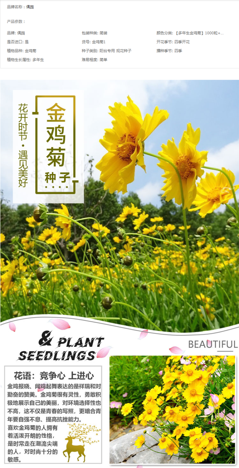 多年生大花金鸡菊花种子四季易活花种籽子金鸡菊花籽景观花卉