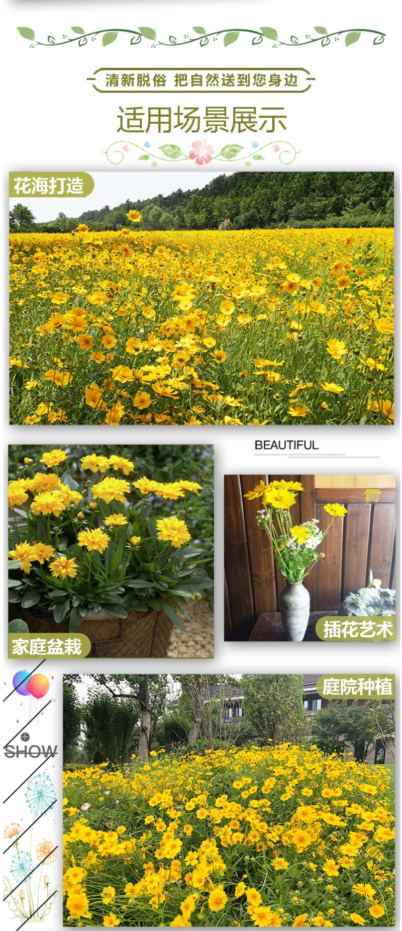多年生大花金鸡菊花种子四季易活花种籽子金鸡菊花籽景观花卉