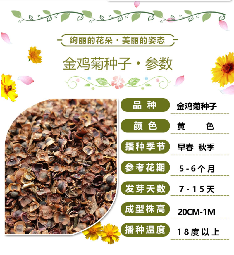 多年生大花金鸡菊花种子四季易活花种籽子金鸡菊花籽景观花卉