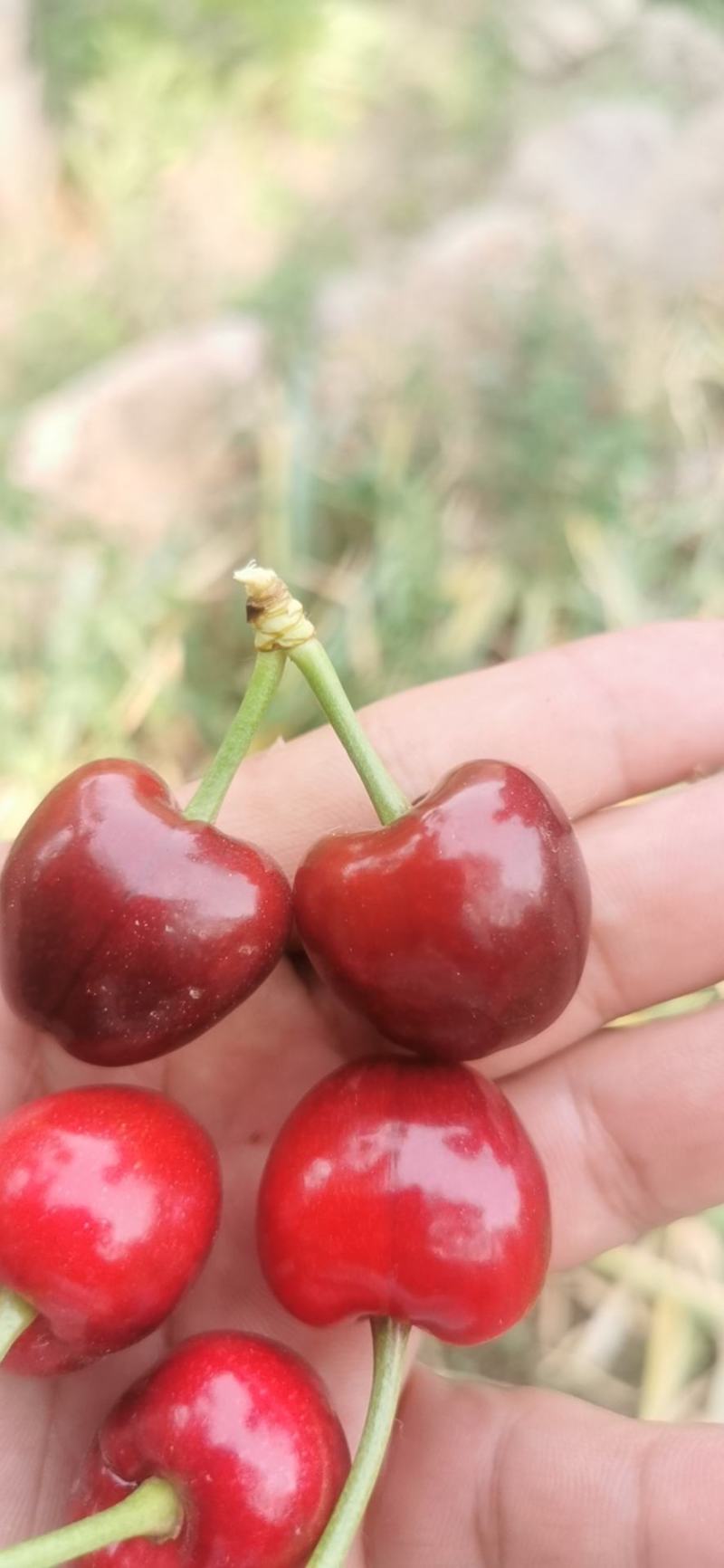 脱毒矮化樱桃树苗美早齐早俄8黄蜜品种齐全基地现起