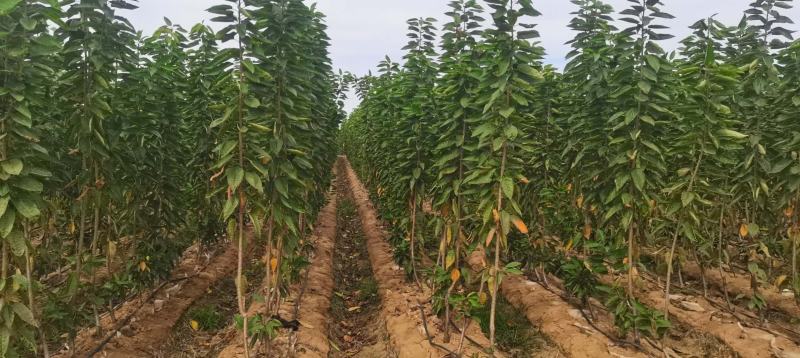 脱毒矮化樱桃树苗美早齐早俄8黄蜜品种齐全基地现起