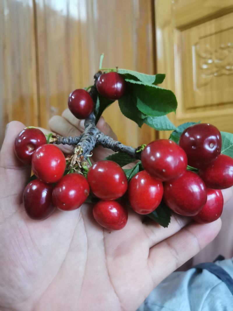 脱毒矮化樱桃树苗美早齐早俄8黄蜜品种齐全基地现起
