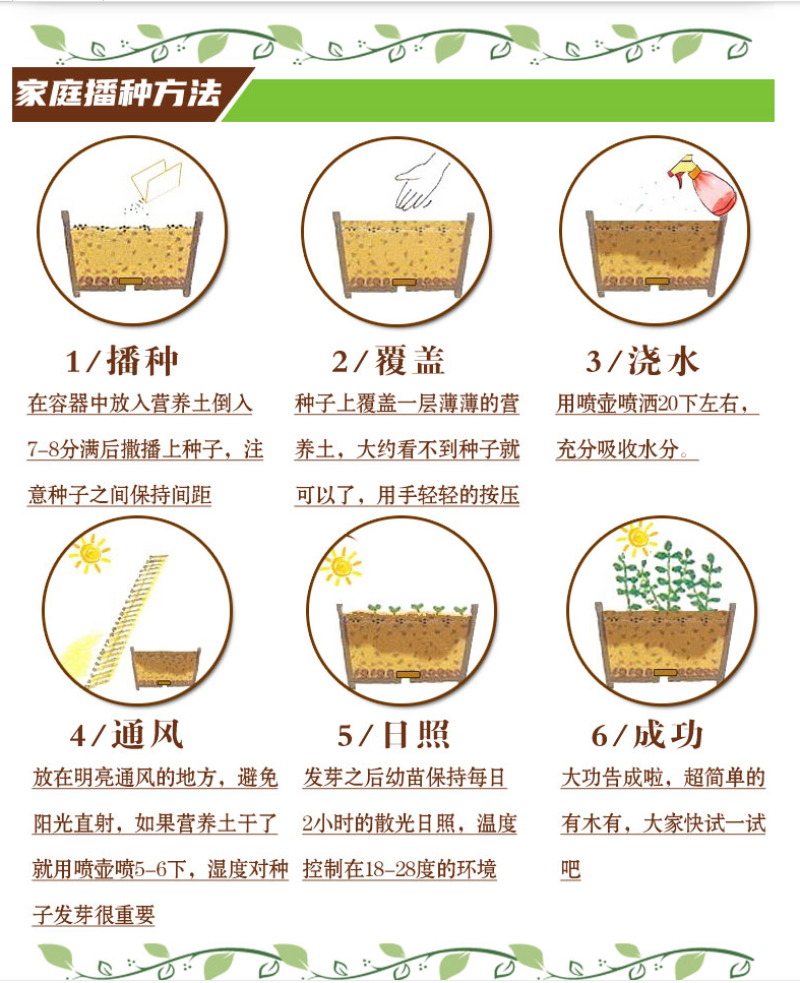 多年生大花金鸡菊花种子四季易活花种籽子金鸡菊花籽景观花卉