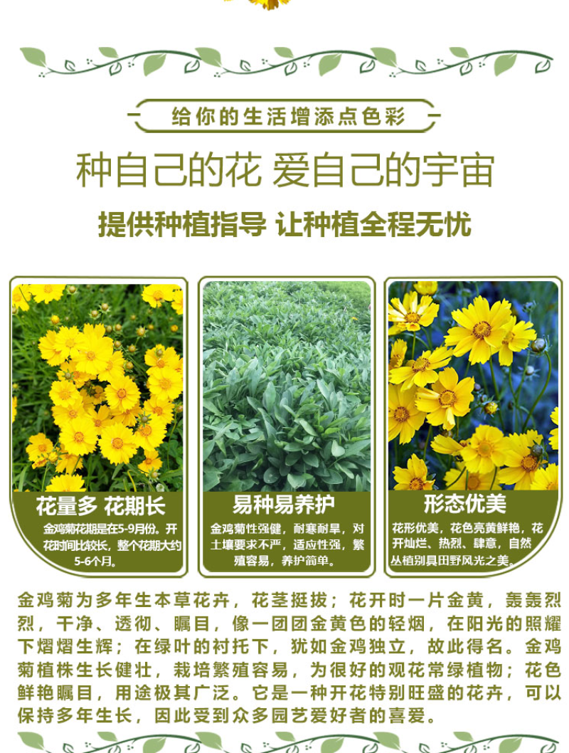 多年生大花金鸡菊花种子四季易活花种籽子金鸡菊花籽景观花卉
