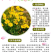 多年生大花金鸡菊花种子四季易活花种籽子金鸡菊花籽景观花卉