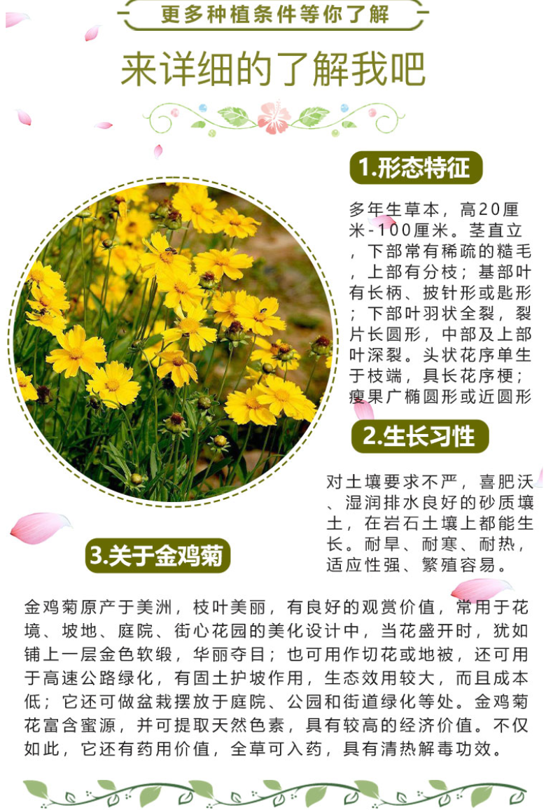 多年生大花金鸡菊花种子四季易活花种籽子金鸡菊花籽景观花卉