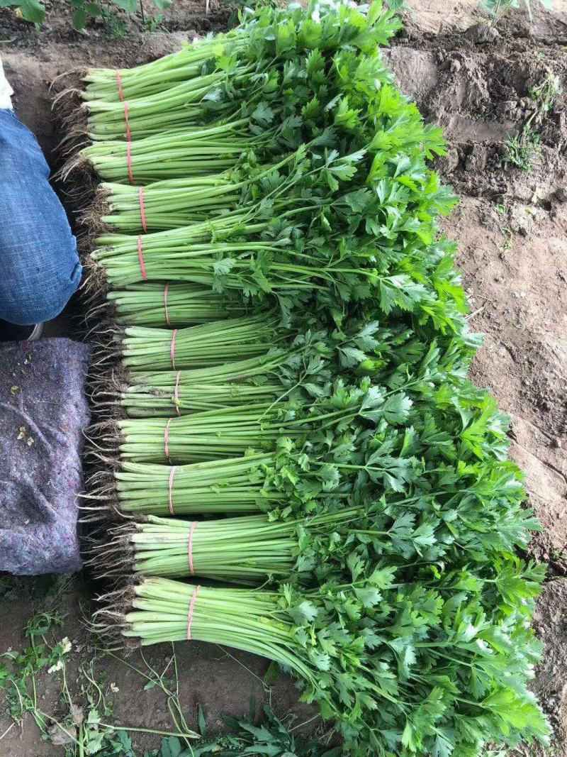 芹菜苗穴盘芹菜苗，提供种植技术，远程指导山东产地，1