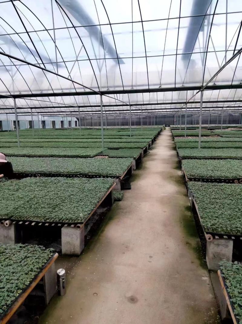 芹菜苗穴盘芹菜苗，提供种植技术，远程指导山东产地，1