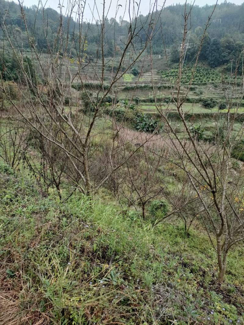 几千亩荒山出租