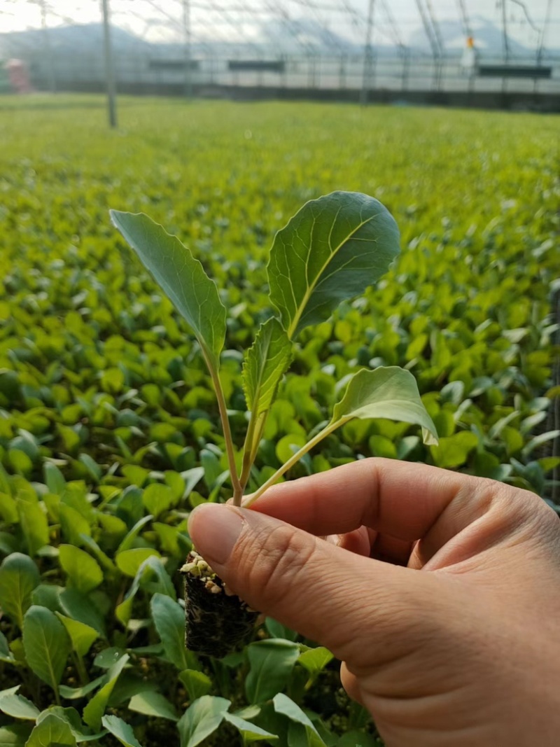 【优选】品质有机菜花苗苗圃直供质量保障价格便宜