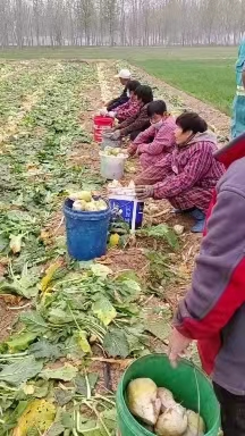 山东百亩沙地芥菜上市