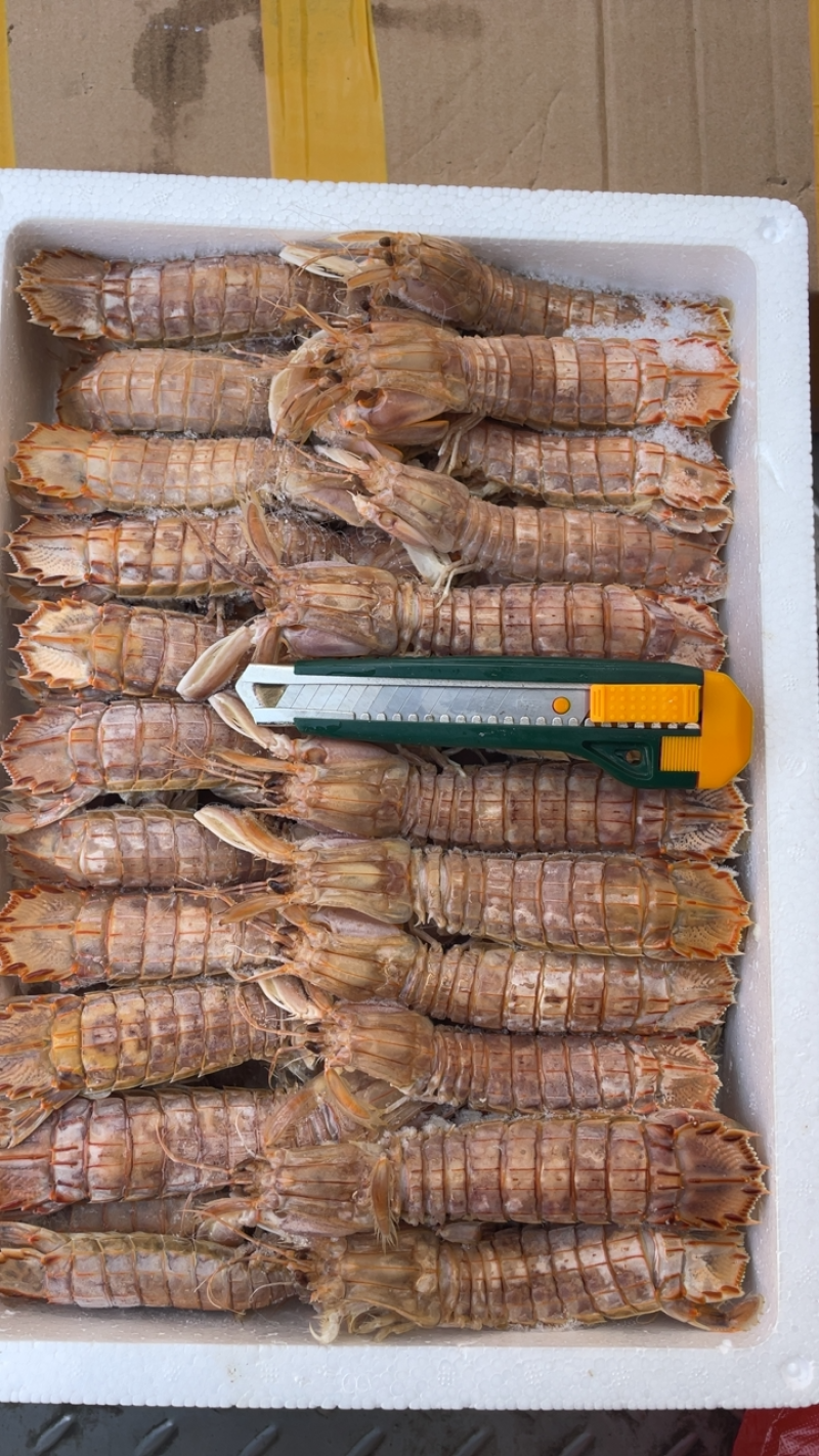 鲜活速冻皮皮虾速冻皮皮虾虾爬虾姑全母带黄皮皮虾