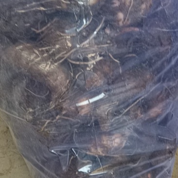 红花毛芋大量货，价格美丽，质量优越