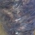 红花毛芋大量货，价格美丽，质量优越