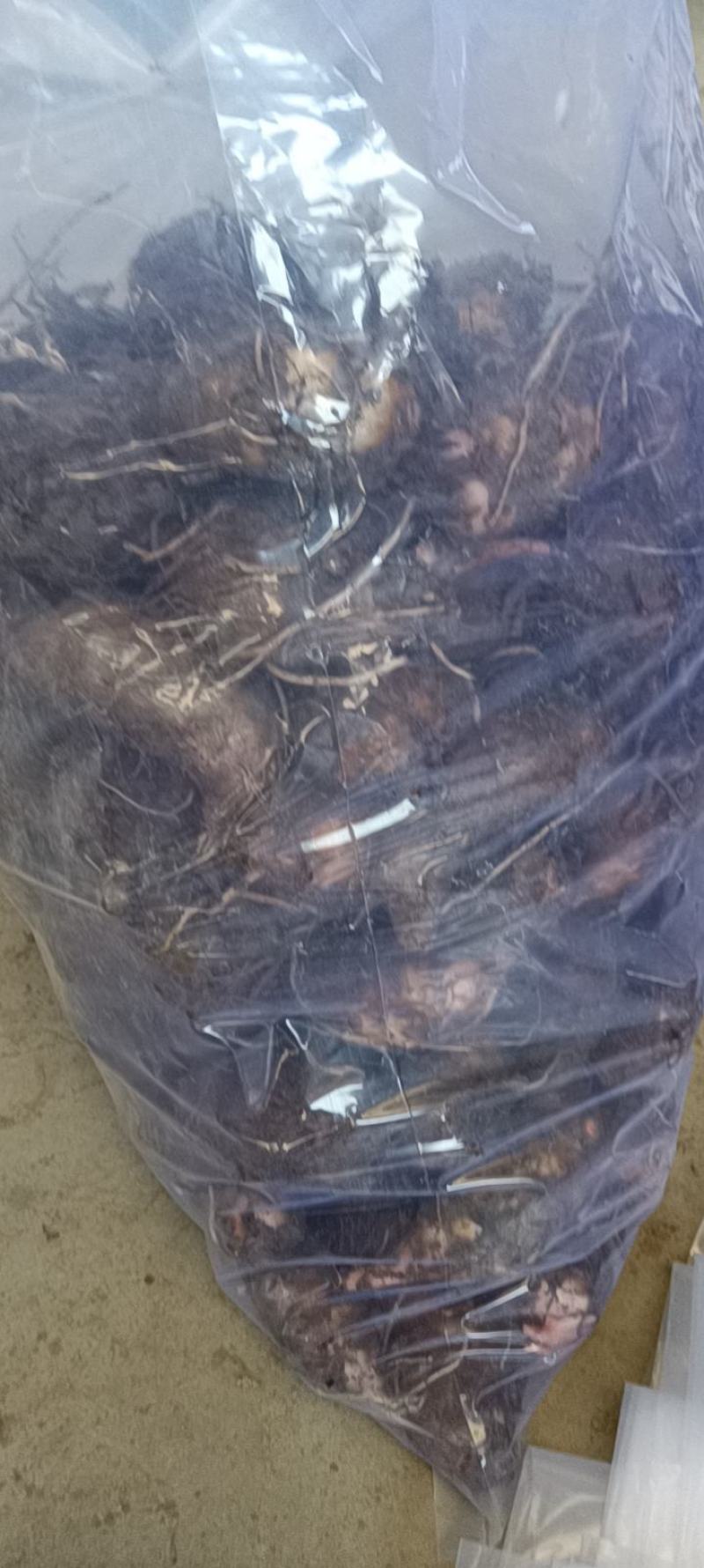 红花毛芋大量货，价格美丽，质量优越