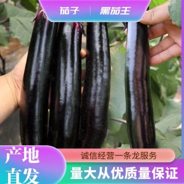 河南省夏邑县大棚黑茄王，农户一手货源大量有货