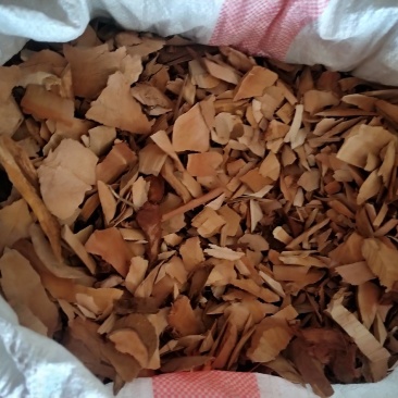 白背根
