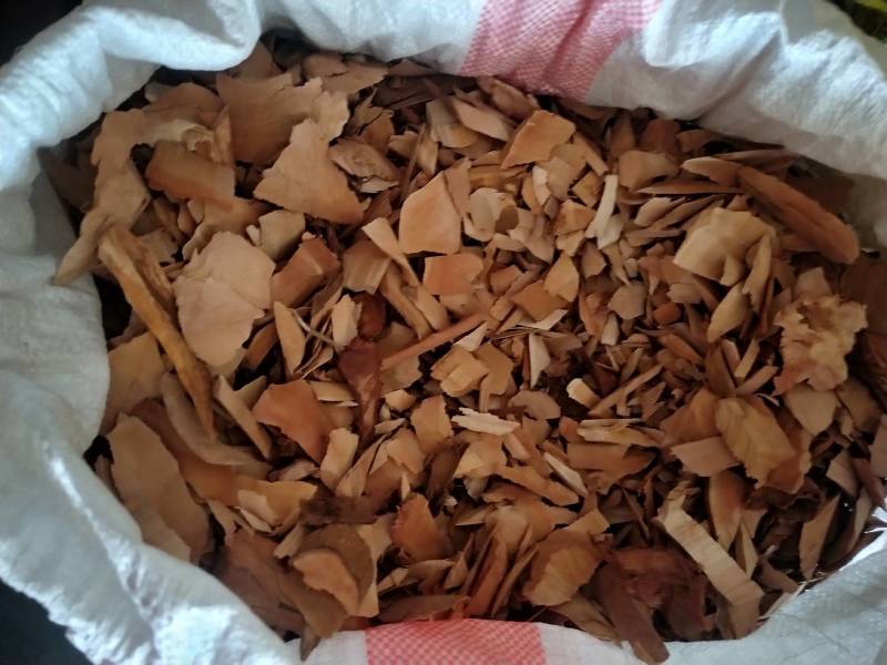 白背根