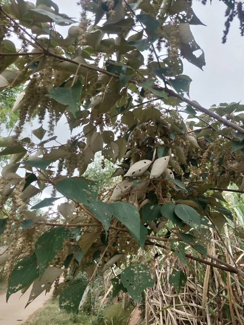 白背根