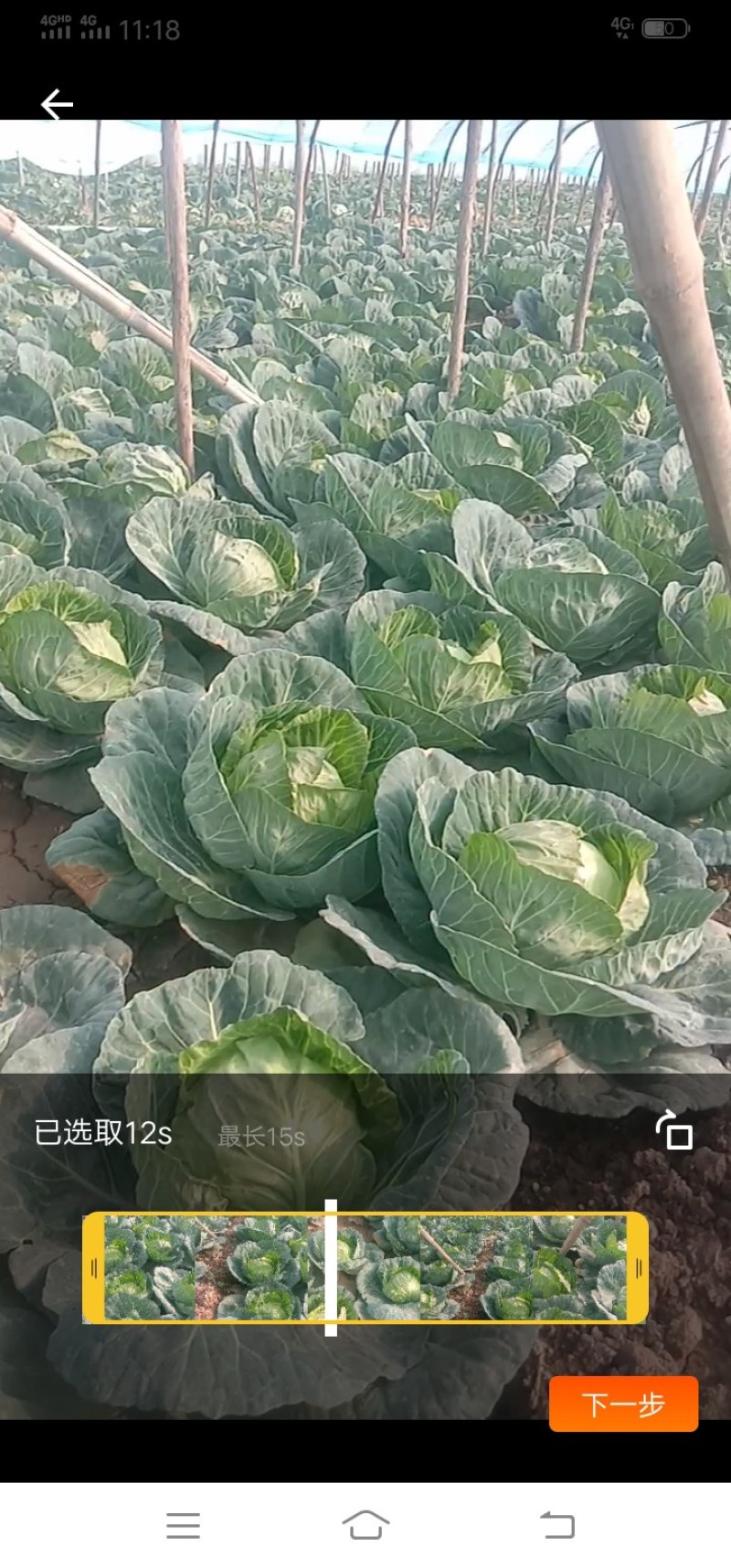 《甘蓝》河北精品甘蓝，包菜价格美丽，量大价优，保质保量