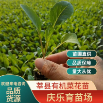 【优选】品质有机菜花苗苗圃直供质量保障价格便宜