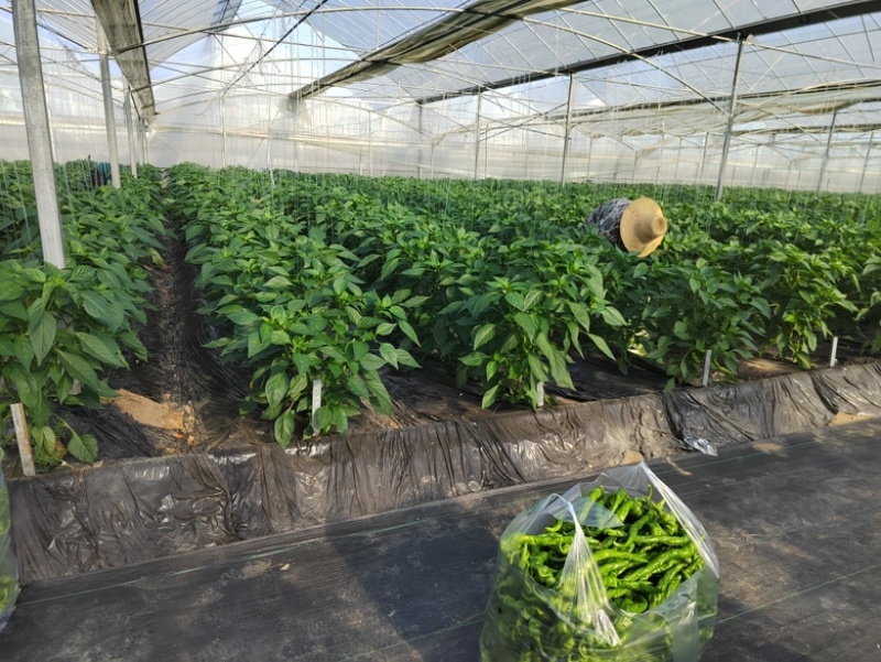 精品螺丝椒基地直供一手货源品质保证诚信经营欢迎采购