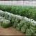 精品螺丝椒基地直供一手货源品质保证诚信经营欢迎采购
