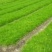 湿地松杯苗，一年生湿地松，湿地松小苗