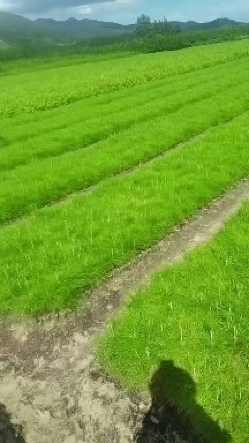 湿地松杯苗，一年生湿地松，湿地松小苗