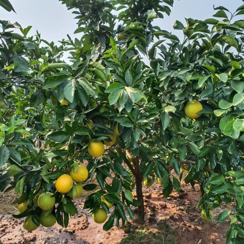 纽荷尔脐橙苗，纽荷尔，橙子苗，支持线上保障交易