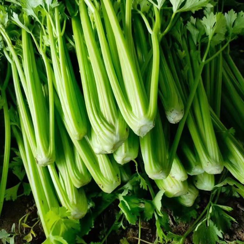 精品芹菜大量上市，价格美丽，货真价实，量大从优。