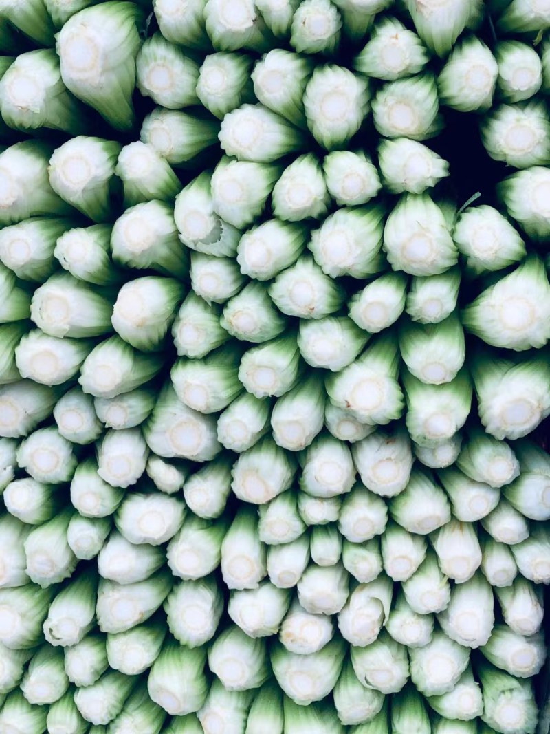 精品芹菜大量上市，价格美丽，货真价实，量大从优。