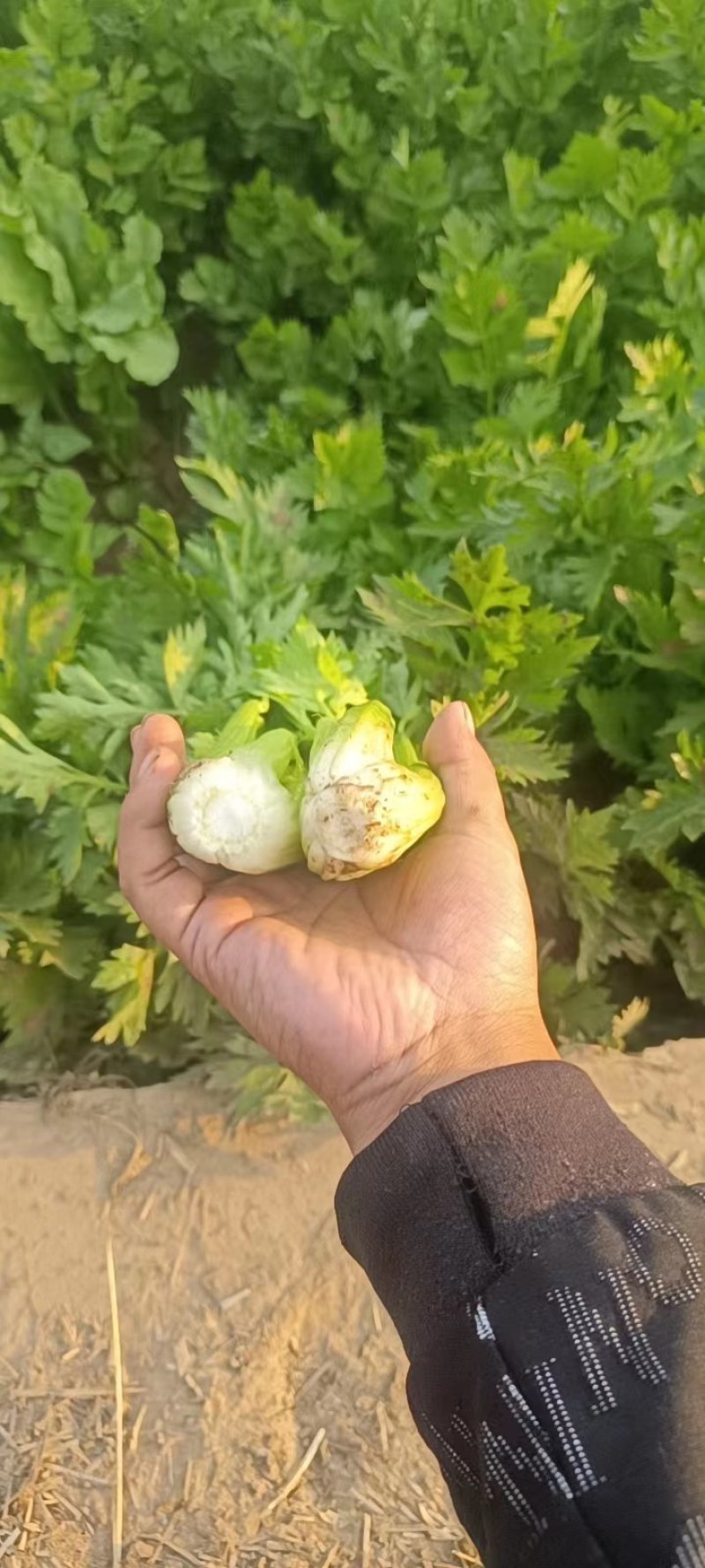 精品芹菜大量上市，价格美丽，货真价实，量大从优。