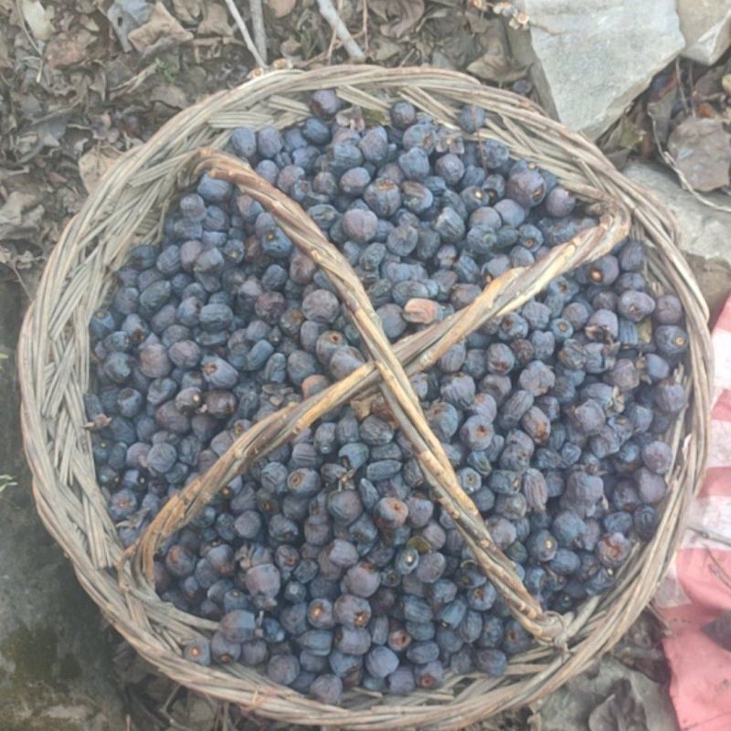 太行山无核黑枣