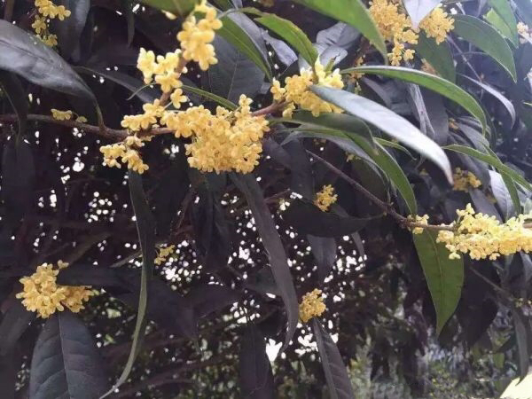 不同颜色的桂花对比图