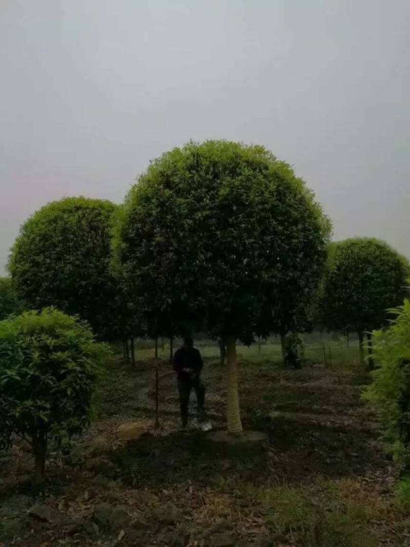 桂花树