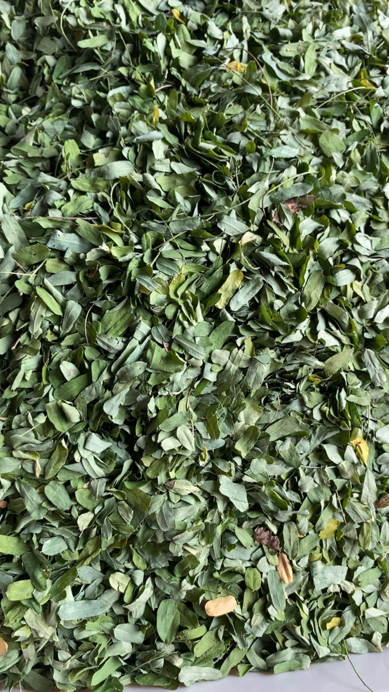 鸡骨草叶清热茶野生中药材