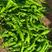辽宁朝阳螺丝椒大量上市，25公分以上，现摘现发，产地直发