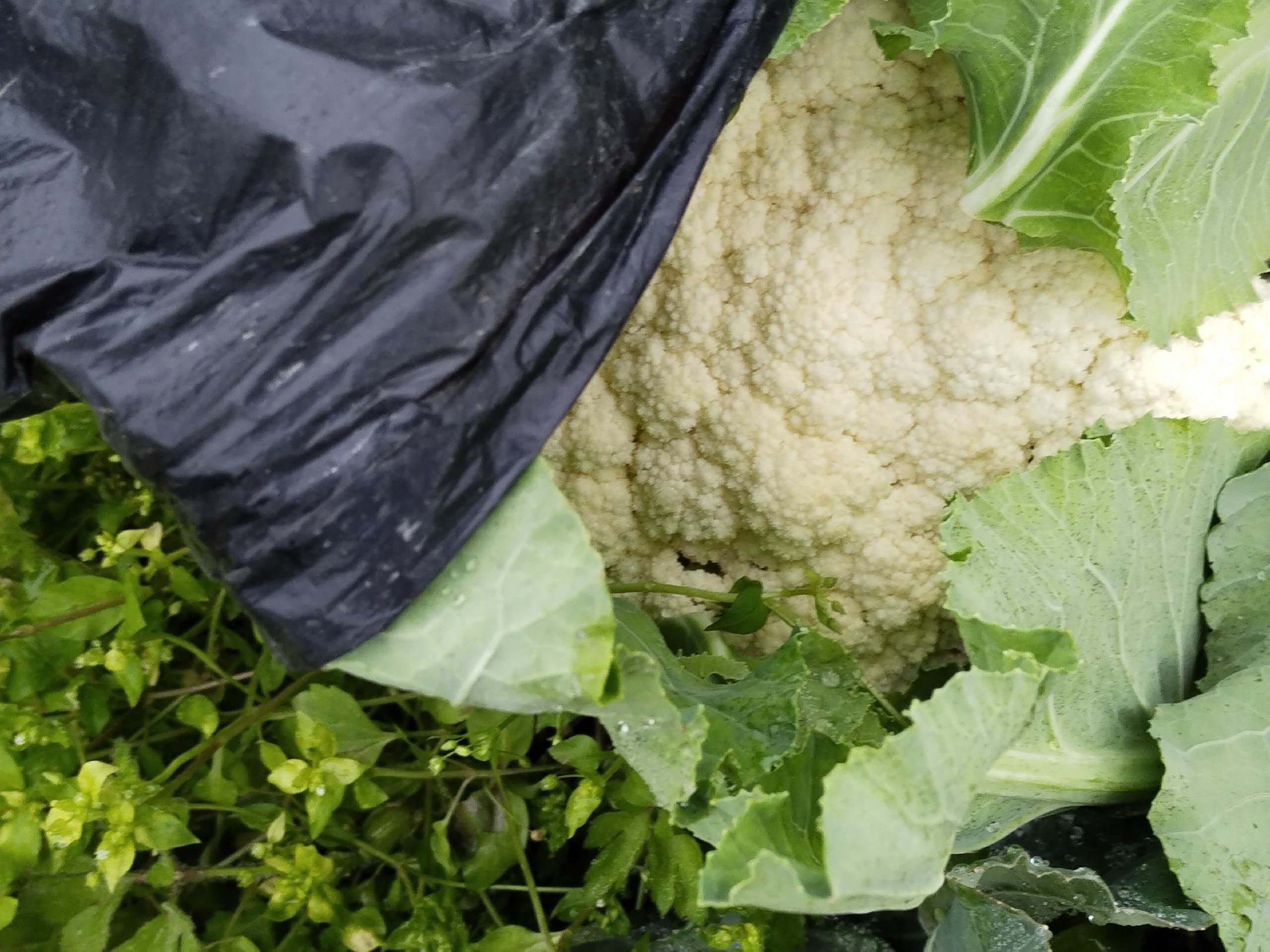 菜花采收现场,展示成熟花球的采收过程与标准 菜花采收现场