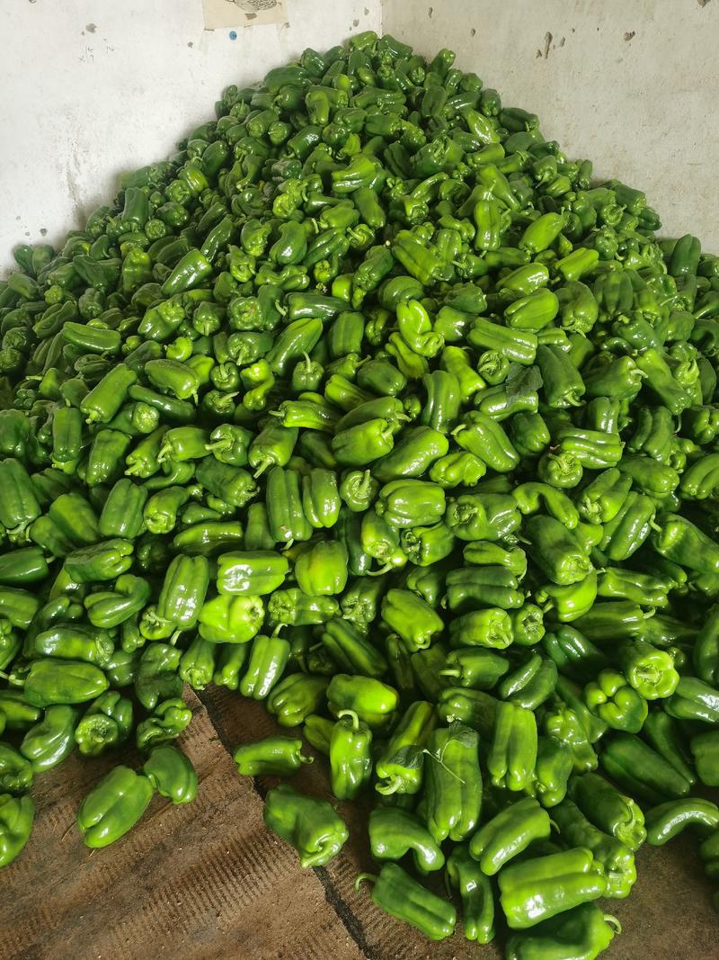 太空椒鲜辣椒大量有货，现摘现发，8公分以上，产地直发。